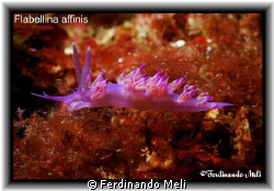 Flabellina affinis. by Ferdinando Meli 
